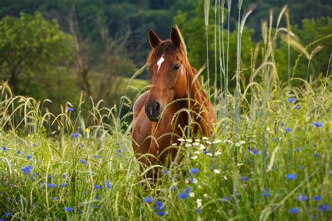 pferde stehlen sprüche|Pferdesprüche: Unsere 100 liebsten Zitate über Pferde und Reiten.